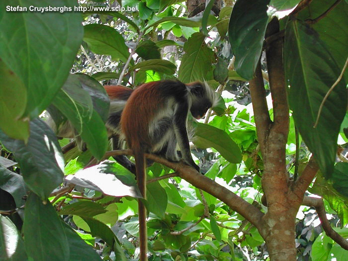 Zanzibar - Red colobus monkeys These red colobus monkeys can only be found in the nature reserve of Jozani Forest. Stefan Cruysberghs